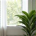 Piante verdi lussureggianti e umidificatore d'aria elegante in un ambiente domestico sereno